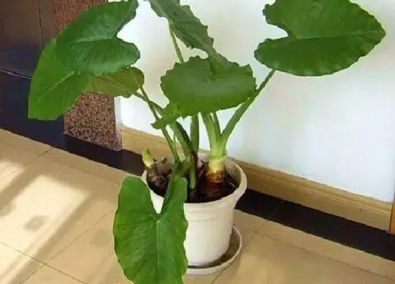 植物排行|家养水培植物有哪些