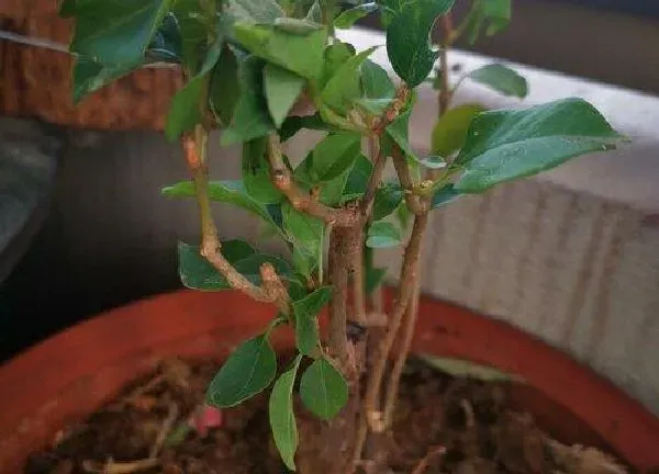 植物移栽|三角梅换盆时间和方法