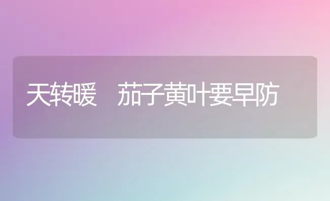 天转暖 茄子黄叶要早防 | 蔬菜种植