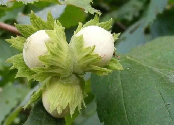 植物播种|榛子种子怎么种植