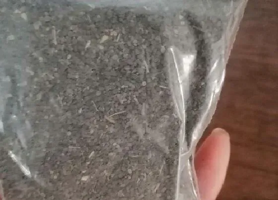 种植育种|黄花菜种子什么时候种植最好