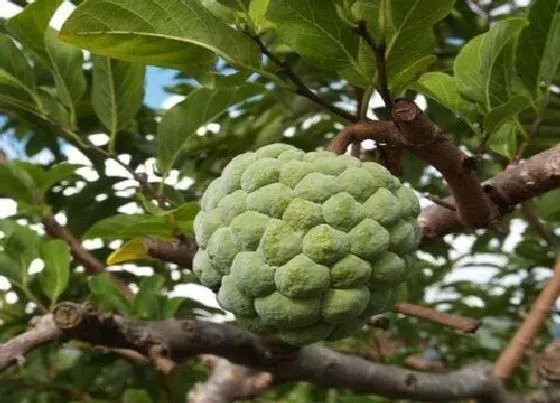 植物修剪|番荔枝什么时候剪枝合适