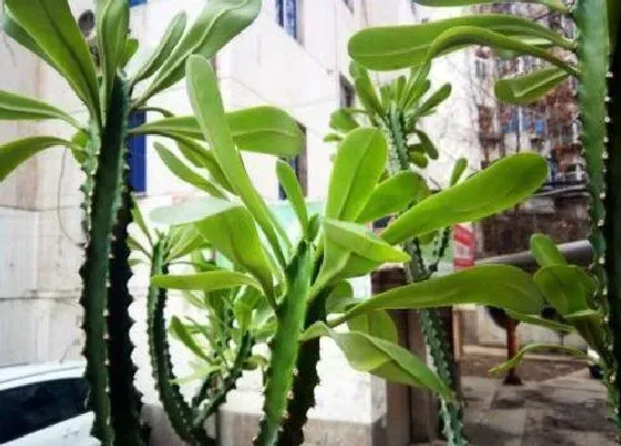 植物种类|麒麟木是木本植物吗