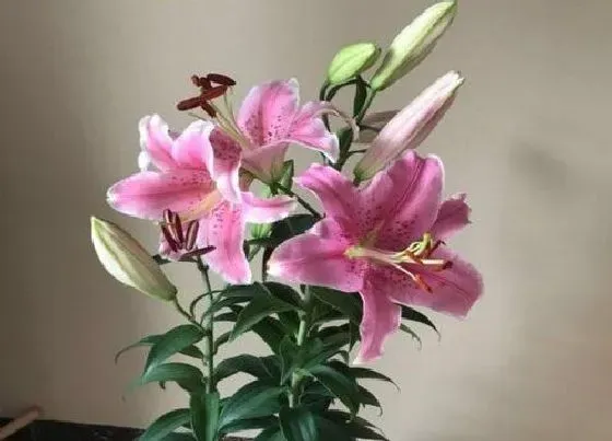 种植管理|百合适合什么季节种植(栽种方法和时间)