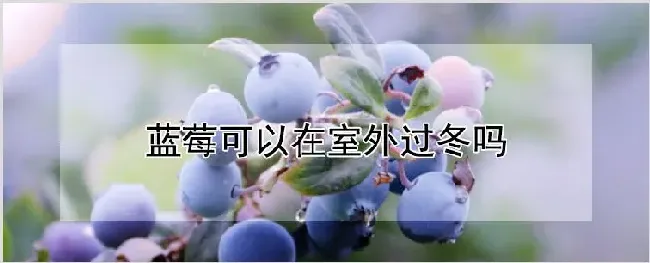 蓝莓可以在室外过冬吗 | 种植资料