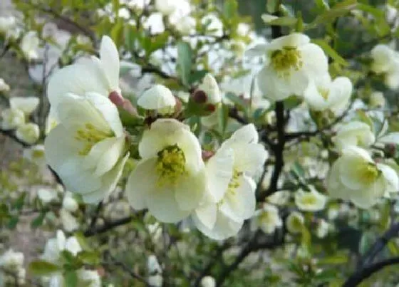 开花时间|贴梗海棠一年开几次花