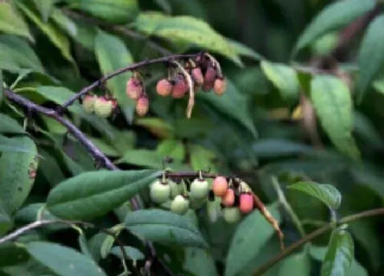 植物种类|金刚木是什么树 长什么样子
