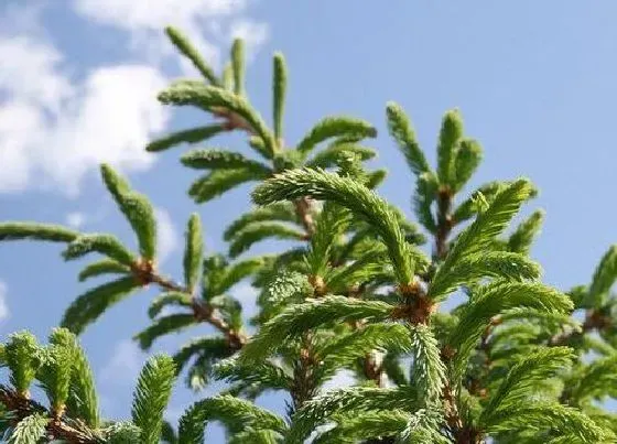 植物百科|云杉是什么植物