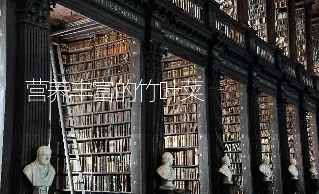 营养丰富的竹叶菜 | 蔬菜种植