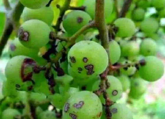 植物虫害|葡萄树的病虫害防治方法与技术