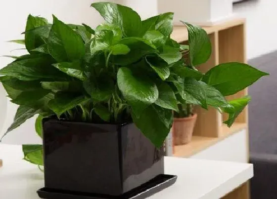 植物排行|家养水培植物有哪些