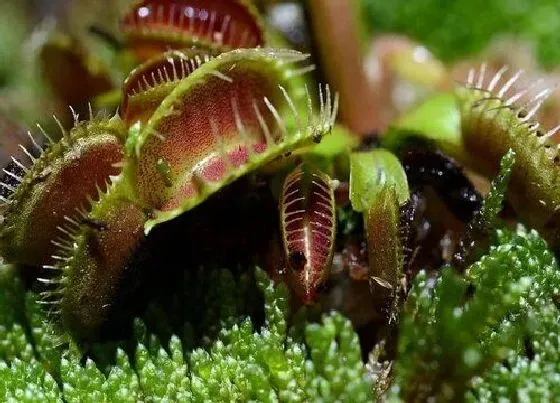 植物毒性|食人花有毒吗