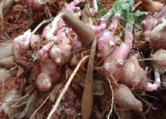 植物播种|雪莲果种子怎么种植