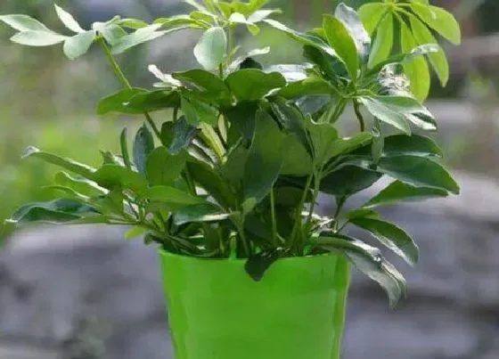 植物毒性|鹅掌花有毒吗 可以放在室内养吗