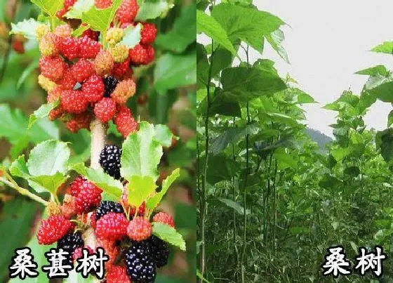 植物种类|桑葚树和桑树是一种树吗