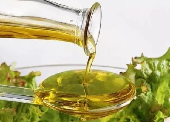 植物施肥|废食用油可以做肥料吗
