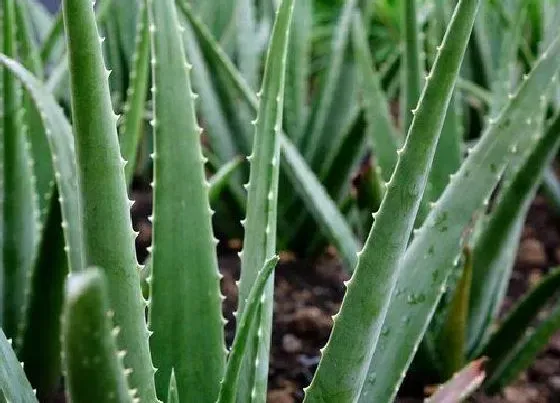 花卉风水|厨房适合放什么植物风水好