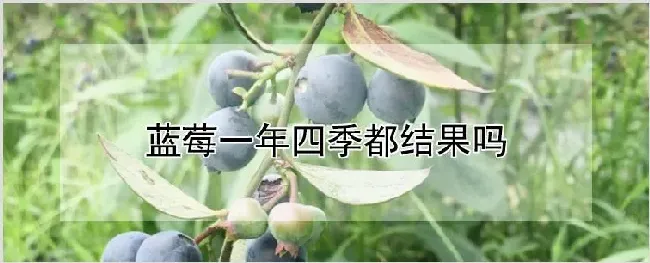 蓝莓一年四季都结果吗 | 耕种资料