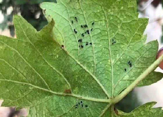 植物虫害|葡萄树的病虫害防治方法与技术