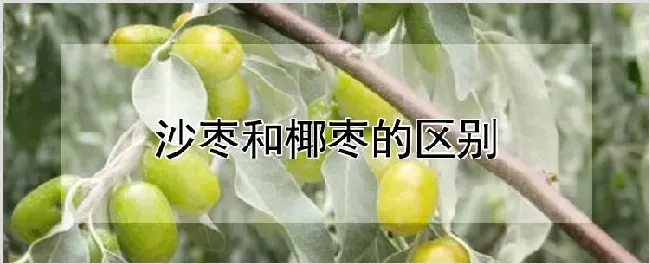 沙枣和椰枣的区别 | 种植资料