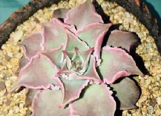 植物种类|多肉哪个品种好看
