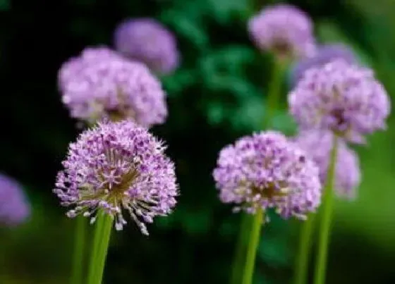 种植管理|大花葱几月份种植最好 一般什么季节种植