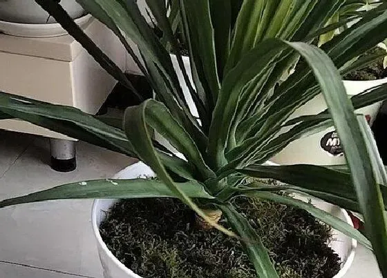 植物百科|办公室风水花卉有哪些