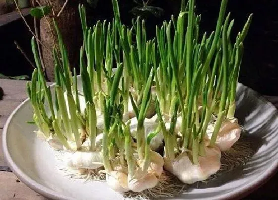 果实保存|保存大蒜的最佳方法
