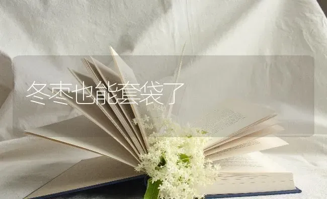 冬枣也能套袋了 | 瓜果种植