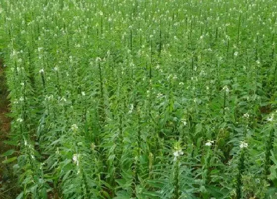 种植方法|黑芝麻种植时间和方法