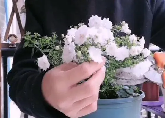 植物修剪|纹瓣悬铃花怎么修剪方法