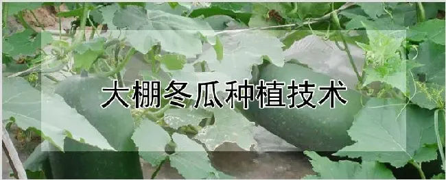 大棚冬瓜种植技术 | 种植资料