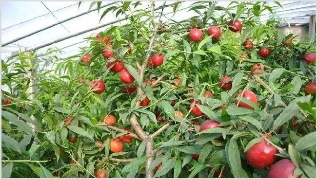 大棚油桃管理要注意什么 | 农业科普