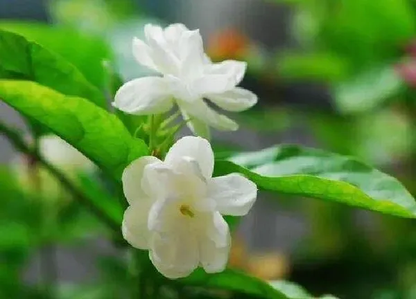 植物浇水|茉莉怎么浇水方法