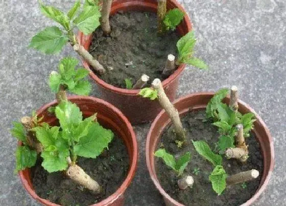 种植位置|家里可以种桑树吗