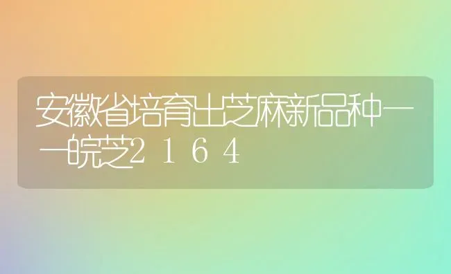 安徽省培育出芝麻新品种——皖芝2164 | 粮油作物种植