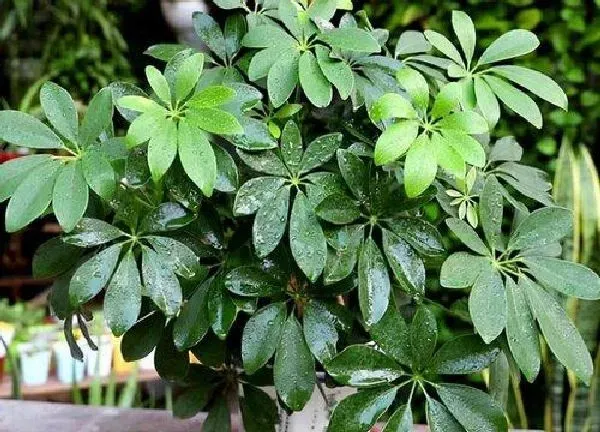 养殖科普|除甲醛植物十大排名 吸甲醛净化空气最好的绿植盆栽