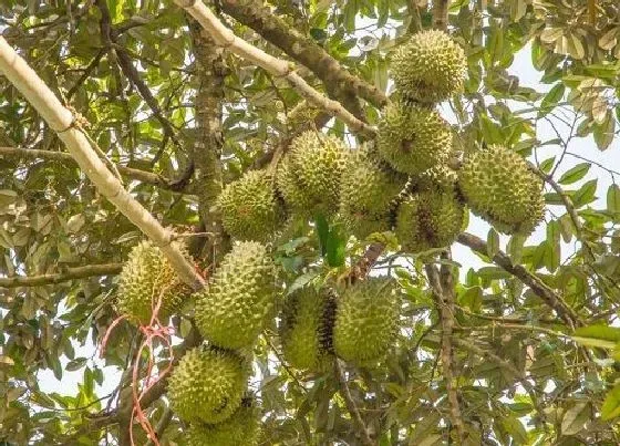 植物播种|榴莲种子怎么种植