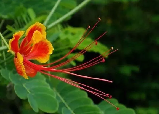 开花时间|金凤花什么时候开花 什么季节开花