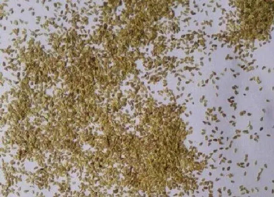 植物播种|蜀葵花什么时候播种