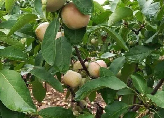 生长环境|苹果树生长环境条件及特点