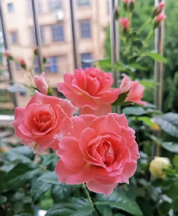 植物百科|芳香王阳台月季优缺点（芳香王香味浓单花花期长又耐阴）