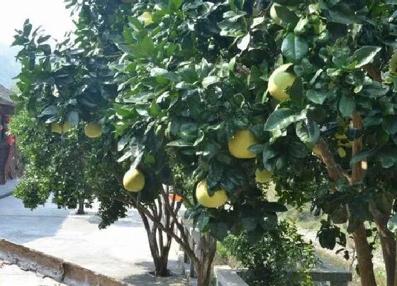 植物百科|柚子树能长多大