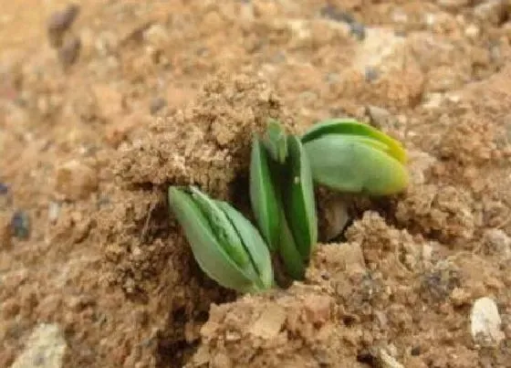 植物播种|西瓜什么时候播种最合适