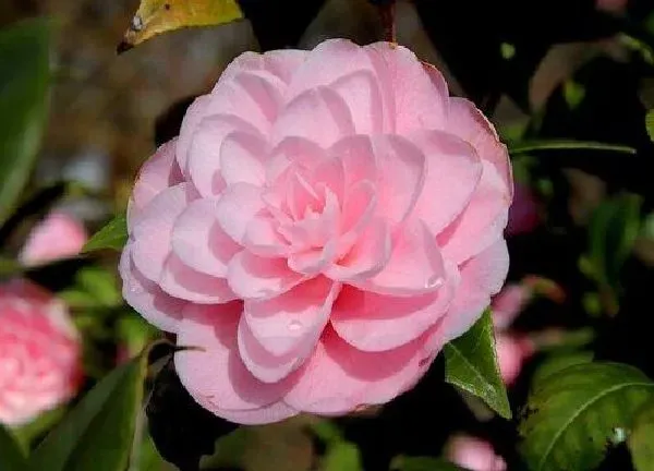 养殖方法|山茶花的养殖方法和注意事项有哪些