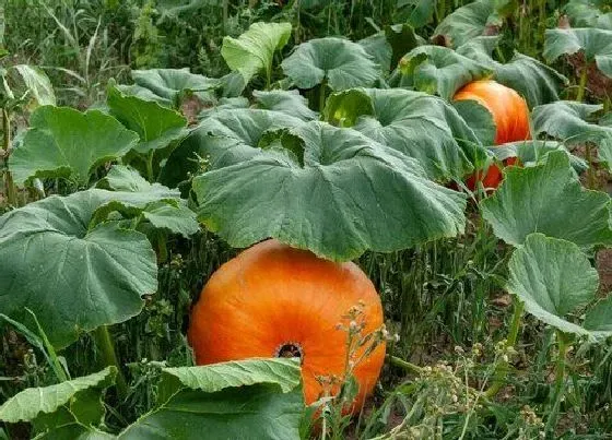 种植方法|奶油南瓜的种植方法和时间 什么时候种合适