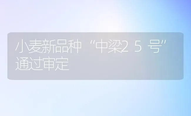 小麦新品种“中梁25号”通过审定 | 粮油作物种植