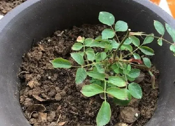 植物换土|月季花怎么换土换盆