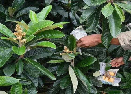 种植管理|枇杷种植的栽培方法，枇杷树高产种植技术和管理要点）