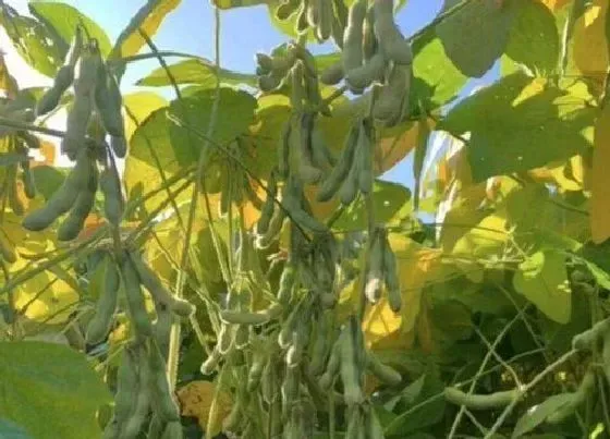 种植管理|黄豆的生长周期是多长时间